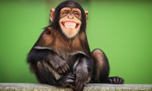 barbary ape,barbary monkey,common chimpanzee,rhesus macaque,chimpanzee,macaque,crab-eating macaque,barbary macaque,white-fronted capuchin,tufted capuchin,chimp,baboon,long tailed macaque,primate,mandrill,ape,japanese macaque,capuchin,monkey,japan macaque