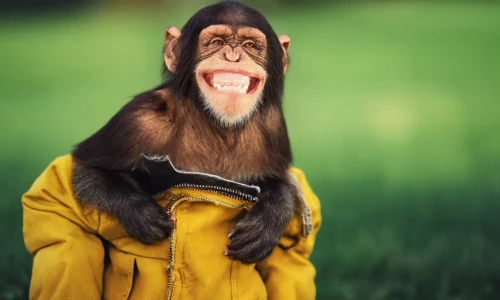 monkey banana,barbary ape,barbary monkey,primate,ape,capuchin,orangutan,monkey soldier,chimpanzee,monkey,barbary macaque,orang utan,baboon,tufted capuchin,chimp,macaque,great apes,war monkey,mandrill,the monkey