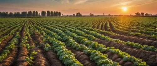 vegetables landscape,vegetable field,field of cereals,agricultural,agroculture,cultivated field,tulip fields,fruit fields,agriculture,farm landscape,grain field panorama,corn field,tulips field,agricultural engineering,aggriculture,tulip field,wheat crops,cropland,potato field,crop plant,Photography,General,Natural