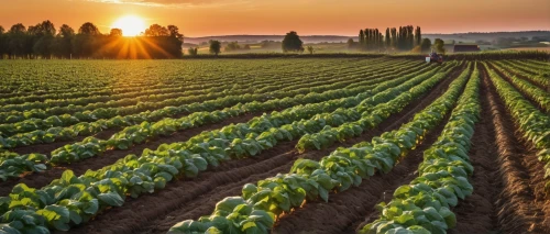 vegetables landscape,vegetable field,agroculture,agricultural,agricultural engineering,agriculture,stock farming,cultivated field,aggriculture,potato field,grain field panorama,fruit fields,field of cereals,sugar beet,organic farm,irrigation,irrigation system,calçot,agricultural use,tulip fields,Photography,General,Natural