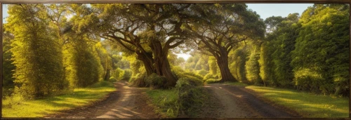tree lined lane,tree-lined avenue,forest road,country road,poplar tree,corkscrew willow,trees with stitching,tree lined path,maple road,tree canopy,weeping willow,tree lined,row of trees,the dark hedges,tree grove,gum trees,virtual landscape,walnut trees,dirt road,linden tree,Material,Material,Camphor Wood