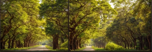 tree-lined avenue,tree lined lane,row of trees,tree lined,tree lined path,forest road,palma trees,tree grove,tree canopy,grove of trees,green trees,green forest,trees,chestnut avenue,chestnut forest,gum trees,trees with stitching,maple road,the trees,country road,Material,Material,Camphor Wood