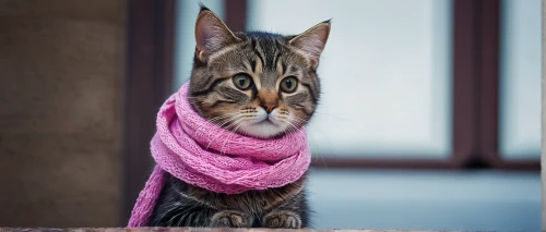scarf animal,toyger,scarf,pink cat,american wirehair,domestic short-haired cat,egyptian mau,european shorthair,bengal cat,street cat,arabian mau,tabby cat,cat image,cute cat,peterbald,wrapped up,shelter cat,the pink panter,cat european,american shorthair,Conceptual Art,Fantasy,Fantasy 14