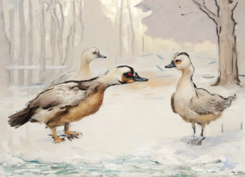 a pair of geese,canada geese,geese,trumpeter swans,winter chickens,bird painting,arctic birds,wild geese,galliformes,tula fighting goose,young swans,snow goose,canadian swans,swans,greylag geese,wild ducks,snow scene,winter animals,waterfowls,rallidae,Common,Common,Natural