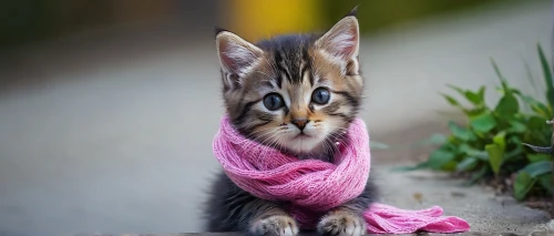 scarf,scarf animal,blossom kitten,tabby kitten,cute cat,pink cat,pink bow,street cat,wrapped up,stray kitten,toyger,cute tie,kitten,american wirehair,alley cat,european shorthair,the pink panter,tabby cat,pink ribbon,beautiful bonnet,Conceptual Art,Fantasy,Fantasy 14