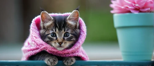 blossom kitten,scarf animal,tabby kitten,animals play dress-up,pink cat,cute cat,warm and cozy,wrapped up,bundled,kitten,kitten hat,the pink panter,cat image,stray kitten,blanket,hooded,tabby cat,little cat,toyger,cat european,Conceptual Art,Fantasy,Fantasy 14