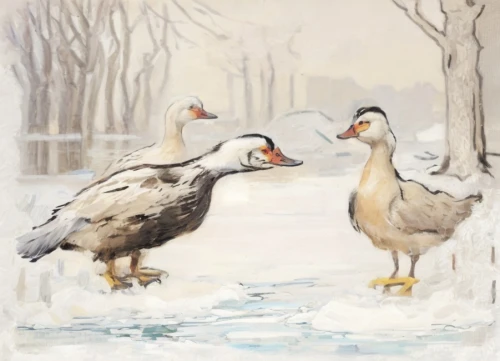 a pair of geese,greylag geese,geese,canada geese,winter chickens,young swans,wild geese,arctic birds,canadian swans,snow goose,rallidae,st martin's day goose,tula fighting goose,snow scene,swans,galliformes,wild ducks,bird painting,goslings,waterfowls,Common,Common,Natural