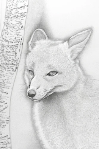 redfox,kit fox,a fox,grey fox,sand fox,vulpes vulpes,swift fox,fox,kitsune,fennec,red fox,child fox,little fox,cute fox,fennec fox,garden-fox tail,desert fox,south american gray fox,vicuna,foxes,Design Sketch,Design Sketch,Character Sketch