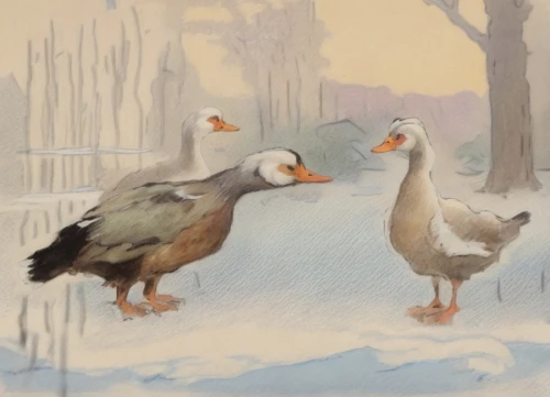 winter chickens,geese,greylag geese,wild geese,snow goose,a pair of geese,waterfowl,wild ducks,arctic birds,bird painting,galliformes,waterfowls,canada geese,mallards,ducks,water fowl,fry ducks,water birds,goslings,duck females,Common,Common,Photography