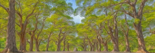 row of trees,gum trees,tree-lined avenue,tree grove,tree lined lane,forest road,tree lined,palma trees,grove of trees,cartoon forest,tree lined path,chestnut forest,trees,tree canopy,deadvlei,eucalyptus,the trees,beech trees,pine forest,forest path,Material,Material,Camphor Wood