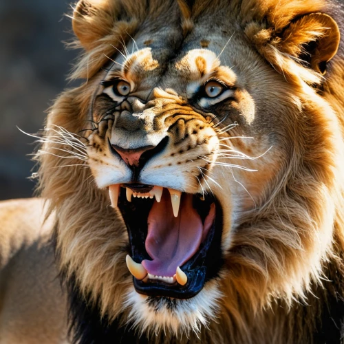 roaring,panthera leo,to roar,roar,african lion,king of the jungle,lion,male lion,lioness,female lion,liger,snarling,lion head,lion - feline,male lions,lion white,two lion,lionesses,scar,lion number,Photography,General,Natural
