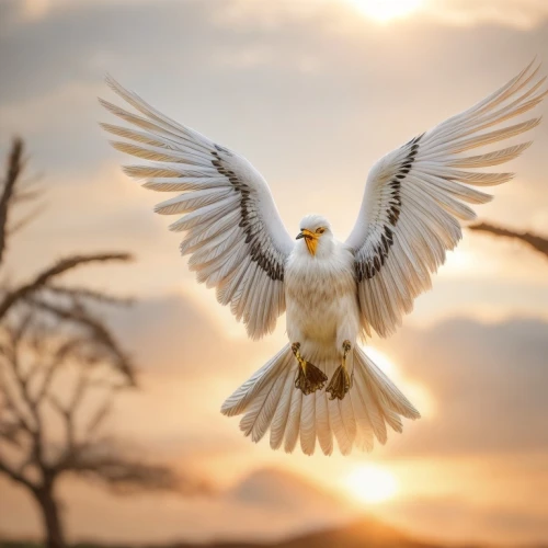 dove of peace,doves of peace,peace dove,holy spirit,white dove,white eagle,beautiful dove,seagull in flight,bird in flight,white bird,angel wings,black-winged kite,dove,black-shouldered kite,angel wing,beautiful bird,doves,bird flying,bird photography,fairy tern,Common,Common,Photography