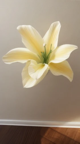 flowers png,white lily,white magnolia,easter lilies,wall light,lilium candidum,wall lamp,magnolia star,magnolia flower,lily flower,decorative flower,white trumpet lily,tulip white,star magnolia,magnolia,wood flower,cape jasmine,southern magnolia,magnolia blossom,flower art,Common,Common,Natural