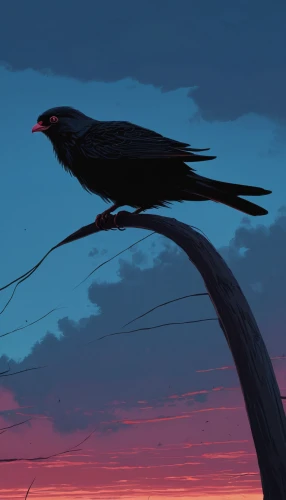 crow,crows bird,3d crow,crow-like bird,fish crow,crows,crow in silhouette,currawong,corvid,american crow,corvidae,murder of crows,raven's feather,raven bird,boat tailed grackle,magpie,alpine chough,grackle,night bird,purple martin,Conceptual Art,Fantasy,Fantasy 32