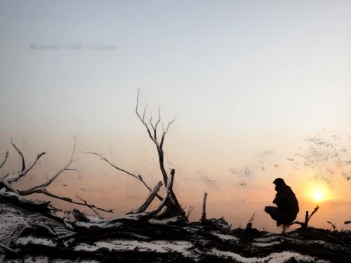 conceptual photography,cd cover,silhouette of man,photomanipulation,art photography,solitude,bodhi tree,still transience of life,photo manipulation,by chaitanya k,scorched earth,landscape photography,people in nature,first light,silhouette art,shamanic,woman silhouette,shamanism,loving couple sunrise,nature and man,Commercial Space,Shopping Mall,None