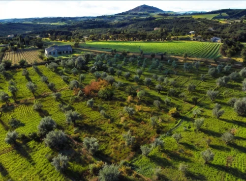 olive grove,napa,napa valley,sonoma,dji agriculture,wine country,southern wine route,vineyards,orchards,tona organic farm,drone image,fruit fields,ancient olympia,wine region,drone view,drone photo,wine-growing area,castle vineyard,tuscan,viticulture