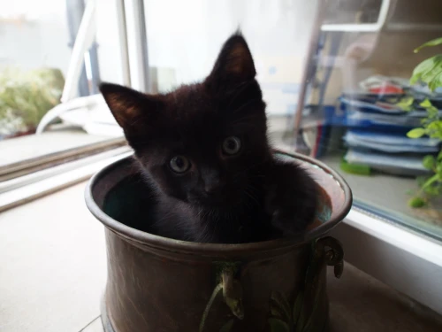 kitten asleep in a pot,flowerpot,flower pot,plant pot,bucket,pot plant,litter box,garden pot,potted,potted plant,pet black,container plant,in the bowl,milk container,wooden bucket,american wirehair,verrine,spring pot drive,kitten,kitten willow