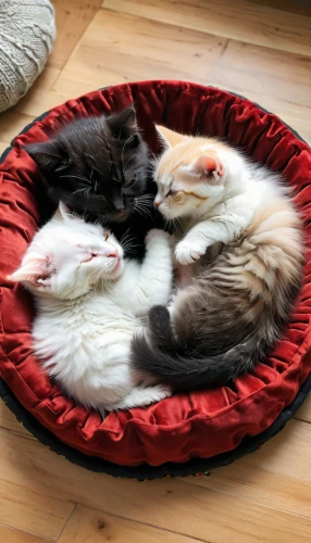 cat bed,nap mat,sleeping pad,baby bed,small to medium-sized cats,circle of friends,dog bed,kittens,warm and cozy,cat furniture,baby cats,cat family,bunk bed,cats playing,cat frame,a circle,christmas circle,rescue alley,futon pad,bean bag chair,Photography,General,Natural