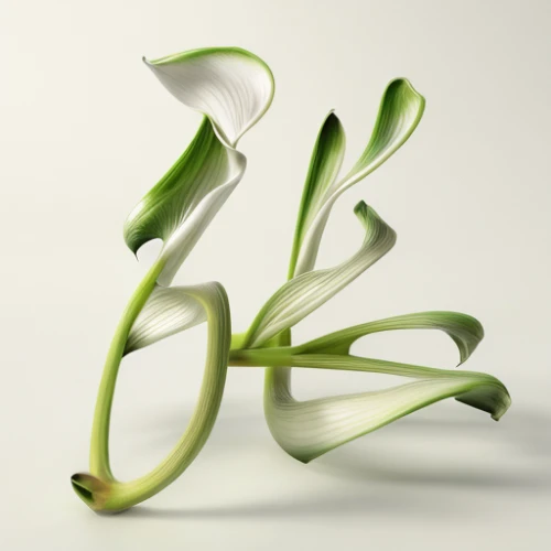 ikebana,flowers png,spring onion,calla lily,tendril,grass lily,flower illustrative,galanthus,glass vase,cut flower,glasswares,calla lilies,vine snake,vine tendrils,ornithogalum,stamen,flower vase,tarragon,garden cress,flower bud,Realistic,Flower,Calla Lily