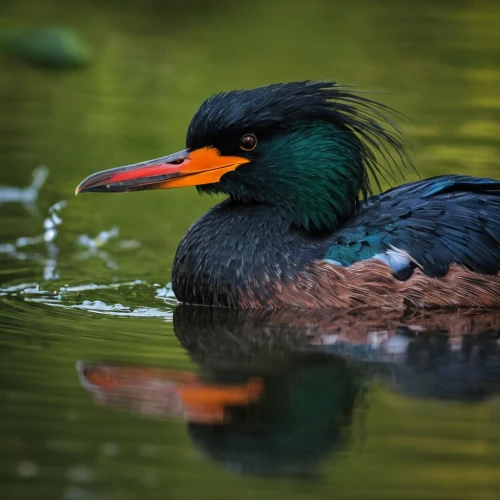 red-breasted merganser,water fowl,american black duck,american merganser,double crested cormorant,great cormorant,schwimmvogel,bird in bath,aquatic bird,common merganser,cormorant,mallard,hooded merganser,danube delta,brahminy duck,perched on a log,green heron,the danube delta,grebe,water bird,Photography,General,Fantasy