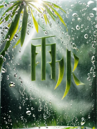 fir,fir green,bamboo forest,hijiki,runes,greenhouse cover,forest background,rainy season,green wallpaper,bamboo plants,hawaii bamboo,rain shower,precipitation,green trees with water,ark,monsoon banner,bamboo curtain,fir fronds,reiki,bamboo