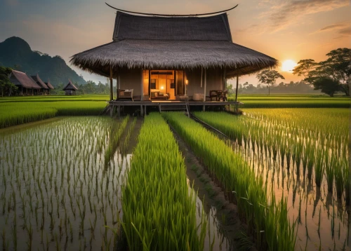 rice field,rice fields,ricefield,the rice field,rice paddies,paddy field,rice terrace,asian architecture,vietnam,indonesia,southeast asia,thai,paddy harvest,ubud,thatched roof,landscape photography,thailand,home landscape,rice cultivation,vietnam's,Photography,General,Natural
