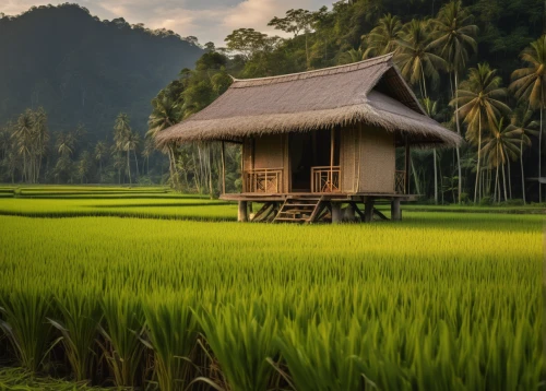 rice field,ricefield,rice fields,the rice field,paddy field,rice paddies,rice terrace,indonesia,ubud,home landscape,rice cultivation,indonesian rice,paddy harvest,southeast asia,yamada's rice fields,wooden hut,rural landscape,vietnam,rice terraces,green landscape,Photography,General,Natural