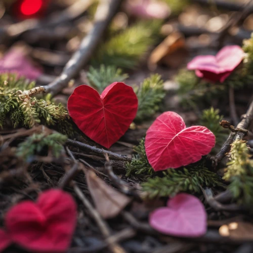 bokeh hearts,heart shrub,nature love,valentine's day hearts,heart and flourishes,wooden heart,heart-shaped,tree heart,wood heart,neon valentine hearts,heart flourish,painted hearts,bleeding heart,floral heart,hearts,heart with hearts,heart bunting,love heart,colorful heart,cute heart,Photography,General,Natural
