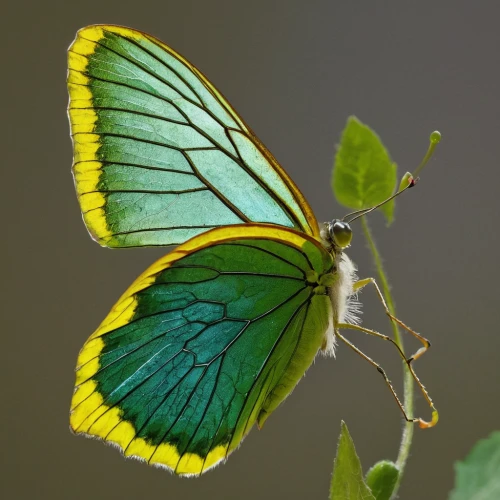 green-tailed emerald,gonepteryx cleopatra,glass wing butterfly,chloris chloris,green hairstreak,cuban emerald,sri lanka,brush-footed butterfly,butterfly green,melanargia galathea,melanargia,banded demoiselle,cloudless sulphur,aurora butterfly,dark-green-fritillary,colias hyale,glass wings,gonepteryx rhamni,colias croceus,lepidoptera,Illustration,American Style,American Style 08
