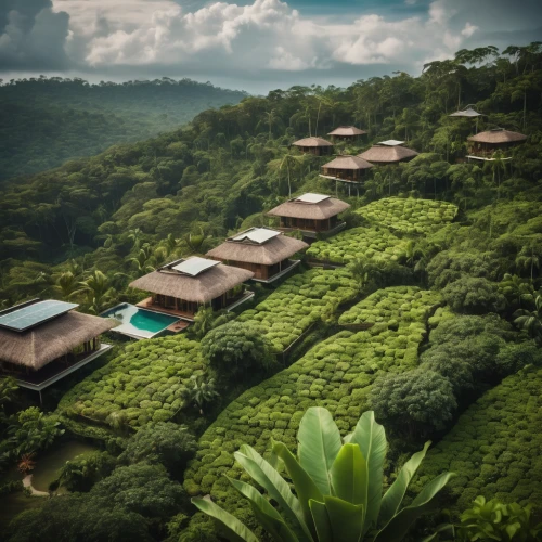 tea plantations,tea garden,coffee plantation,tea plantation,rwanda,eco hotel,rice terrace,kangkong,tea field,heart tea plantation,ubud,rice terraces,tea plant,tropical greens,tree house hotel,vietnam,tropical house,srilanka,treetops,costa rica,Photography,General,Cinematic