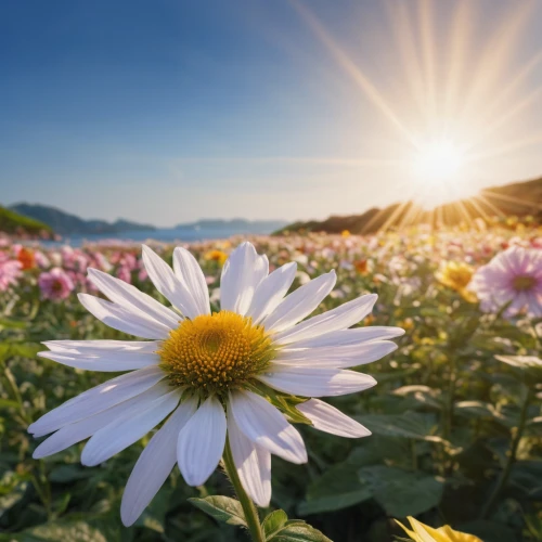 flower background,flower in sunset,sun daisies,african daisy,flower field,south african daisy,australian daisies,gerbera daisies,leucanthemum,flowers field,shasta daisy,field of flowers,daisy flowers,erdsonne flower,marguerite daisy,osteospermum,african daisies,sun flowers,european michaelmas daisy,daisy flower,Photography,General,Natural