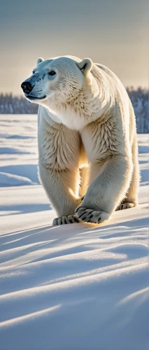 arctic hare,arctic penguin,polar bear,bearded seal,polar,arctic,polar bears,polar cap,icebear,south pole,winter animals,arctic antarctica,seal,polar aurora,seal hunting,north pole,ice bear,seals,the polar circle,antarctica,Photography,General,Natural