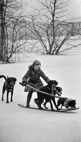 sled dog racing,dog sled,sled dog,skijoring,mushing,winter sport,sled,winter sports,sledding,nordic skiing,skiers,boy and dog,ski race,piste,norwegian buhund,dog race,dog walker,skaters,cross-country skiing,norwegian lundehund,Photography,Documentary Photography,Documentary Photography 23