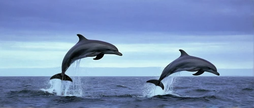 oceanic dolphins,bottlenose dolphins,two dolphins,dolphins,common dolphins,dolphins in water,spinner dolphin,a flying dolphin in air,synchronized swimming,white-beaked dolphin,bottlenose dolphin,northern whale dolphin,delfin,wholphin,dolphinarium,dolphin show,dolphin swimming,diving fins,dolphin,striped dolphin,Conceptual Art,Daily,Daily 30