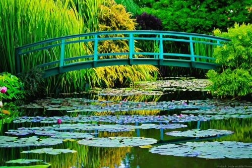 giverny,lily pond,lilly pond,garden pond,japan garden,lotus pond,japanese garden,japanese garden ornament,landscape designers sydney,pond plants,water lilies,green landscape,naples botanical garden,pond flower,waterlily,english garden,nature garden,lily pads,botanical gardens,pond,Conceptual Art,Oil color,Oil Color 17