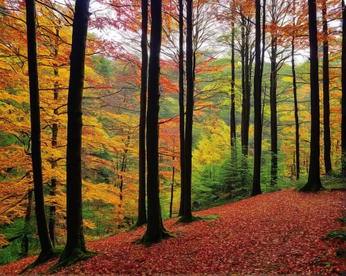 germany forest,autumn forest,deciduous forest,beech trees,beech forest,autumn trees,mixed forest,temperate broadleaf and mixed forest,colors of autumn,forest of dean,autumn background,chestnut forest,autumn scenery,bavarian forest,the trees in the fall,autumn landscape,deciduous trees,larch forests,fall landscape,autumn colouring,Unique,Paper Cuts,Paper Cuts 01