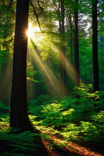 aaa,sunlight through leafs,green forest,light rays,sunrays,germany forest,sun rays,god rays,sunbeams,coniferous forest,tropical and subtropical coniferous forests,fir forest,holy forest,temperate coniferous forest,fairytale forest,forest landscape,rays of the sun,deciduous forest,sun burning wood,forest background,Conceptual Art,Daily,Daily 28