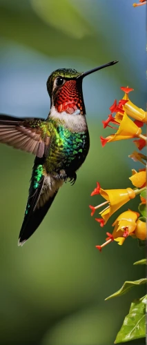 cuba-hummingbird,ruby-throated hummingbird,rofous hummingbird,bee hummingbird,calliope hummingbird,ruby throated hummingbird,bird hummingbird,allens hummingbird,hummingbirds,rufous hummingbird,male rufous hummingbird,annas hummingbird,hummingbird,humming bird,humming birds,black-chinned hummingbird,humming bird pair,southern double-collared sunbird,sunbird,hummingbird large,Conceptual Art,Daily,Daily 08