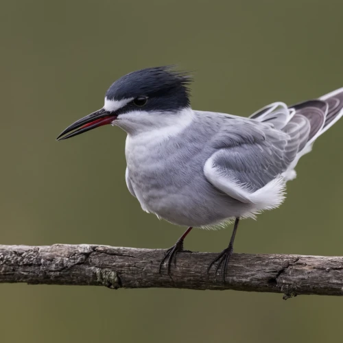 whiskered tern,river tern,belted kingfisher,common tern,forster s tern,silver tern,arctic tern,tern bird,sterna hirundo,fairy tern,white-crowned,sandwich tern,flying common tern,loggerhead shrike,royal tern,caspian tern,tern,pied horn bill,night heron,white bellied,Photography,Fashion Photography,Fashion Photography 15