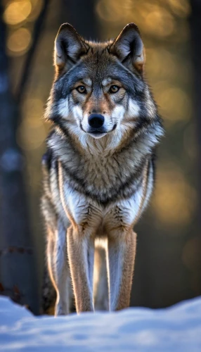 south american gray fox,european wolf,patagonian fox,red wolf,grey fox,arctic fox,vulpes vulpes,gray wolf,coyote,red fox,canis lupus,redfox,howling wolf,canidae,fox,silver fox,swift fox,cute fox,animal portrait,a fox,Conceptual Art,Daily,Daily 04