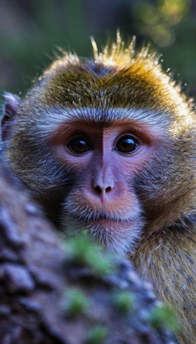 white-fronted capuchin,tufted capuchin,white-headed capuchin,squirrel monkey,barbary monkey,rhesus macaque,long tailed macaque,marmoset,capuchin,de brazza's monkey,cercopithecus neglectus,langur,macaque,crab-eating macaque,primate,uakari,japan macaque,guenon,bleeding-heart baboon,barbary macaque,Conceptual Art,Fantasy,Fantasy 14