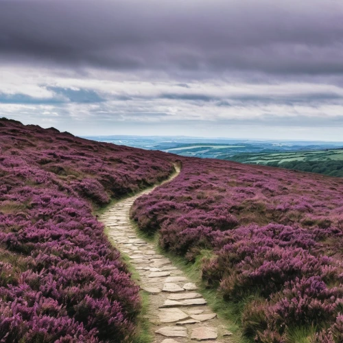 north yorkshire moors,peak district,purple landscape,high moor,yorkshire,exmoor,north yorkshire,brecon beacons,valley of desolation,derbyshire,moorland,common heather,forest of dean,the mystical path,hiking path,pathway,landscape photography,northern ireland,northumberland,the path,Illustration,Children,Children 03