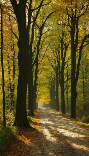 forest road,beech trees,tree lined lane,beech forest,maple road,tree-lined avenue,germany forest,autumn forest,tree lined path,deciduous forest,autumn trees,chestnut forest,european beech,autumn scenery,forest path,country road,tree lined,autumn light,autumn landscape,the trees in the fall,Photography,Black and white photography,Black and White Photography 03