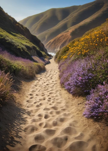 sand paths,sand road,dune landscape,purple landscape,pathway,sand dunes,flowerful desert,pink sand dunes,hiking path,moving dunes,shifting dunes,lavender fields,shifting dune,sand dune,footsteps,tracks in the sand,footprints in the sand,lavender field,lavenders,hare trail,Photography,General,Commercial