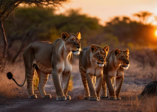 lionesses,male lions,etosha,lion children,serengeti,tsavo,namibia,lions,big cats,cheetah and cubs,african lion,lion king,lions couple,lion father,family outing,safaris,the lion king,great mara,wildlife,kenya africa,Photography,General,Sci-Fi