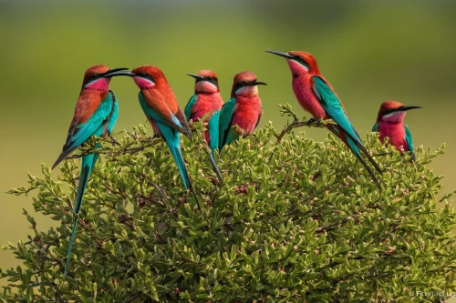 colorful birds,bee eater,european bee eater,group of birds,cuba flamingos,rare parrots,gujarat birds,birds on a branch,tropical birds,passerine parrots,blue-capped motmot,perched birds,macaws of south america,birds on branch,key birds,couple macaw,parrots,wild birds,perching birds,macaws,Illustration,Black and White,Black and White 27