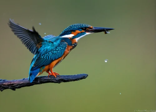 kingfisher,common kingfisher,giant kingfisher,alcedo atthis,diving bird,colorful birds,water bird,beautiful bird,flying and feeding,bird photography,flapping,swallow,humming bird,waterbird,bird in flight,periparus ater,bird bath,sunbird,aquatic bird,schwimmvogel,Art,Artistic Painting,Artistic Painting 42