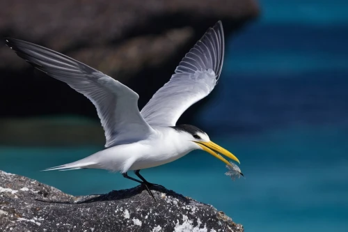 a species of marine bird,egretta novaehollandiae,coastal bird,flying tern,crested terns,fairy tern,cape gannet,sea swallow,snowy egret,seabird,kelp gull in flight,sea bird,tern bird,northern gannet,bird in flight,tern,royal tern,gannet,kelp gull,antarctic bird,Conceptual Art,Oil color,Oil Color 15