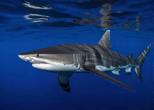 great white shark,bull shark,tiger shark,sand tiger shark,requiem shark,shark,bronze hammerhead shark,hammerhead,remora,jaws,thunnus,anthracoceros coronatus,sea animals,skipjack,cartilaginous fish,atlantic bluefin tuna,marine animal,philomachus pugnax,dorsal fin,pilotfish,Conceptual Art,Fantasy,Fantasy 11