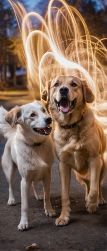 dog running,two running dogs,raging dogs,run,running dog,dog photography,dog-photography,fire dance,color dogs,running fast,three dogs,cheerful dog,corgis,dancing flames,huskies,playing dogs,flying dogs,dog playing,canines,dog sports,Photography,Artistic Photography,Artistic Photography 04